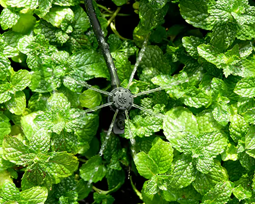 Mikrosprinklervanding: Indleder en ny æra med effektiv vandbesparende kunstvanding