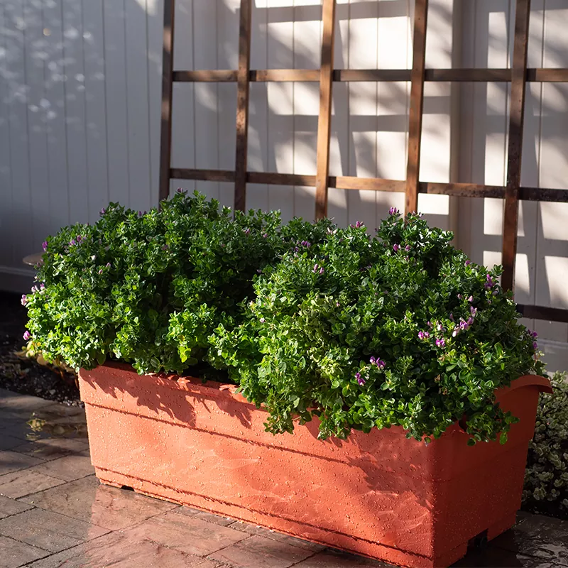 30L selvvandende høvler